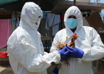 Brote de gripe aviar en granja de La Libertad obliga al sacrificio de 23,000 aves