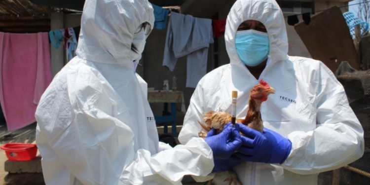 Brote de gripe aviar en granja de La Libertad obliga al sacrificio de 23,000 aves