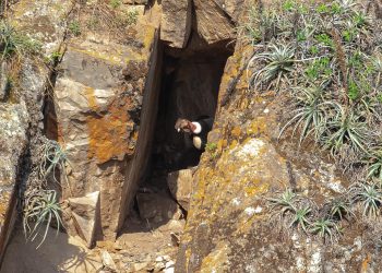 Importante descubrimiento de un nido de cóndor andino en Ayacucho