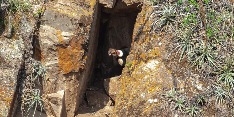 Importante descubrimiento de un nido de cóndor andino en Ayacucho