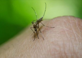 Gobierno declara emergencia sanitaria en 20 regiones del Perú por aumento de casos de dengue