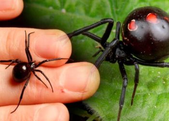 Áncash: joven resulta envenenado tras picadura de araña «viuda negra»