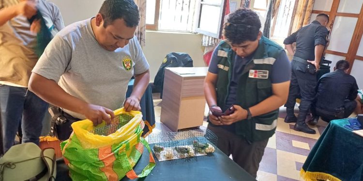 Detenido en flagrancia por tráfico de especies de fauna silvestre en Ica