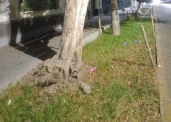 Árbol en riesgo de caer: Ciudadanos piden intervención urgente de la MPI