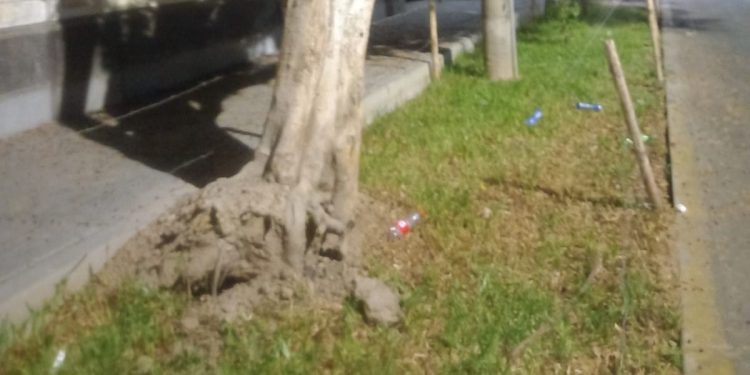 Árbol en riesgo de caer: Ciudadanos piden intervención urgente de la MPI