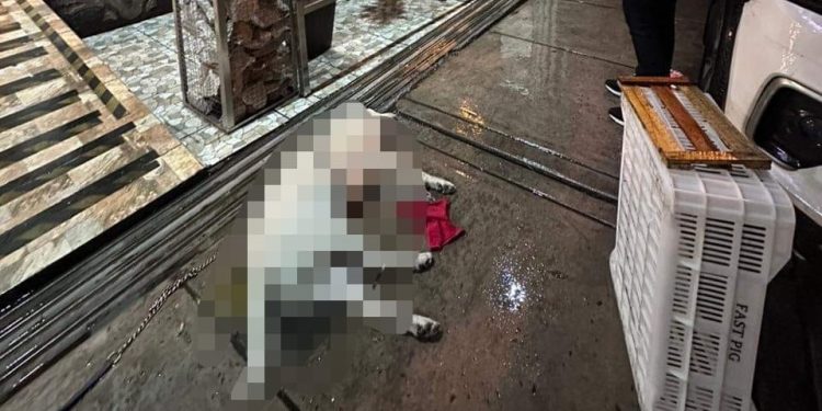 Perrito muere electrocutado por descarga en reja de restaurante
