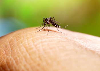Aumento alarmante de casos de dengue en el Perú