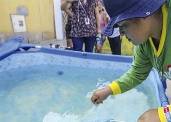 Alerta sanitaria por criaderos de zancudos en piscinas inflables durante el verano