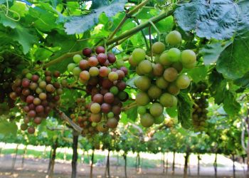 Ica lideró las agroexportaciones peruanas en enero