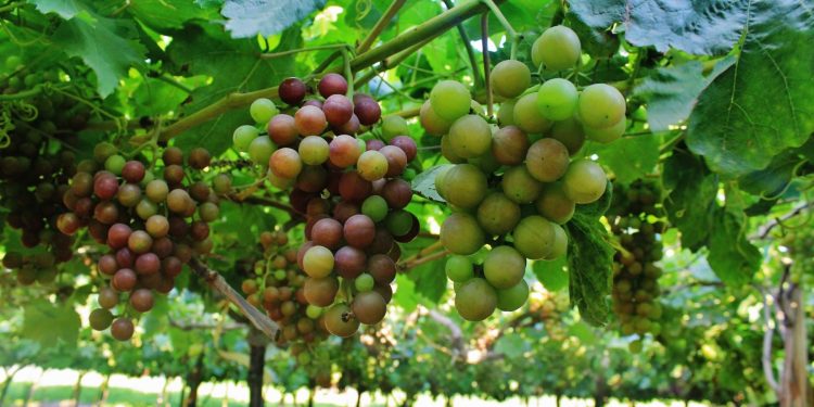 Ica lideró las agroexportaciones peruanas en enero