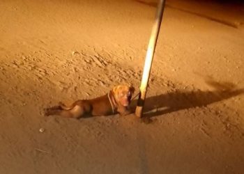 Trujillo: niña queda en estado crítico tras ataque de perro pitbull