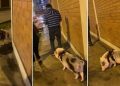 Hombre es captado paseando a su chancho por calles de Lima