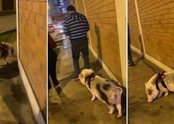 Hombre es captado paseando a su chancho por calles de Lima
