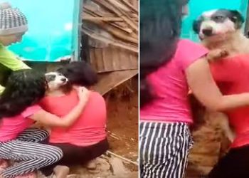 Piura: Perrito es rescatado entre los escombros tras caída de casa por las lluvias
