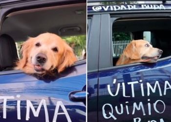Perrito vence el cáncer y sus dueños realizan un emotivo recibimiento