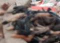 Descubren macabro hallazgo en SJL: Bolsas con más de 200 colas de perros en la vía pública