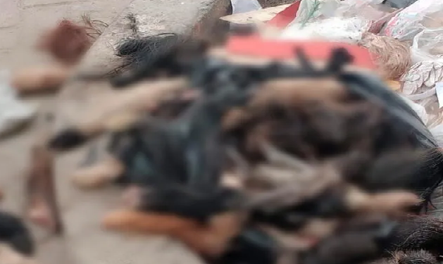 Descubren macabro hallazgo en SJL: Bolsas con más de 200 colas de perros en la vía pública