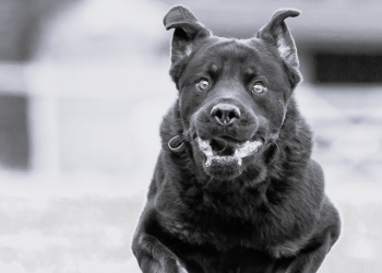 Rottweiler ataca a niño de año y nueve meses: necesitará cirugía plástica