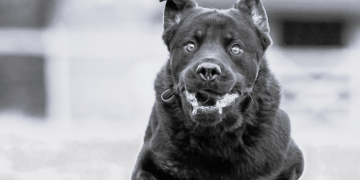 Rottweiler ataca a niño de año y nueve meses: necesitará cirugía plástica