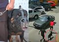 Perro policía atrapa a delincuente