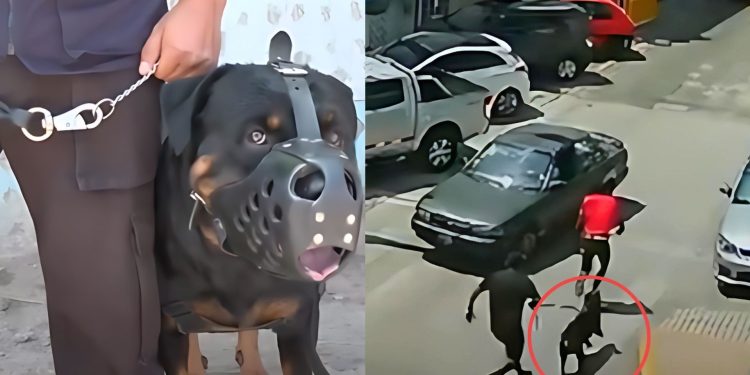 Perro policía atrapa a delincuente