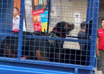 Recién nacida fallece tras ser atacada por 2 perros rottweiler