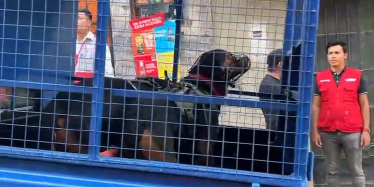 Recién nacida fallece tras ser atacada por 2 perros rottweiler