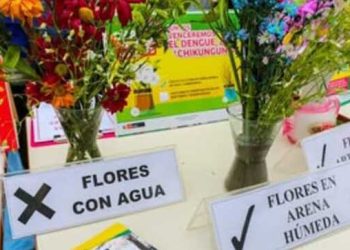 Exhortan reemplazar agua por arena húmeda en floreros para prevenir el dengue
