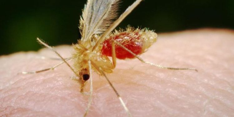 Aumentan casos de uta en Lima: Escasez de medicamentos en centros de salud