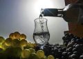 Falta de interés de productores vitivinícolas obstaculiza reconocimiento de Ica como Capital del Pisco