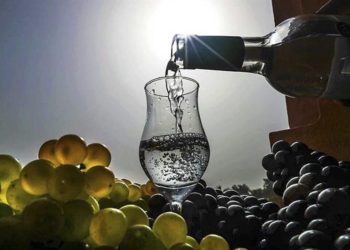 Falta de interés de productores vitivinícolas obstaculiza reconocimiento de Ica como Capital del Pisco