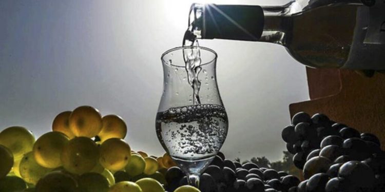 Falta de interés de productores vitivinícolas obstaculiza reconocimiento de Ica como Capital del Pisco