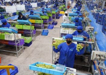 Exportaciones de uva de mesa peruana caen un 12 % en la campaña 2023-2024