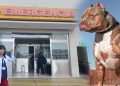 Arequipa: adulta mayor queda con el rostro desfigurado tras ser atacada por perro pitbull