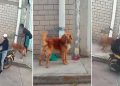 Pareja amarra a perrito a un tubo y lo abandonan sin piedad en plena calle