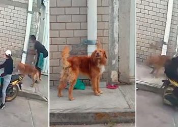 Pareja amarra a perrito a un tubo y lo abandonan sin piedad en plena calle