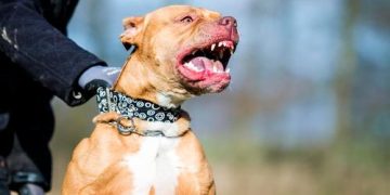 Bebé de 15 meses muere tras brutal ataque de pitbulls y su madre resulta herida