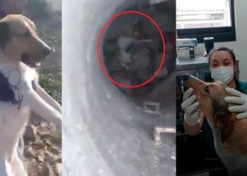 Jóvenes amarran y lanzan a perrito a un pozo mientras se burlan de su dolor