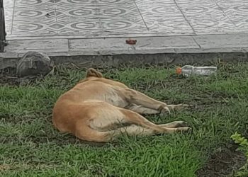 Grupos animalistas denuncian desaparición de seis perros en la Plaza de Armas de Pisco