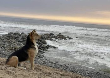 La historia detrás del verdadero Vaguito: Un perro fiel que espera en la playa