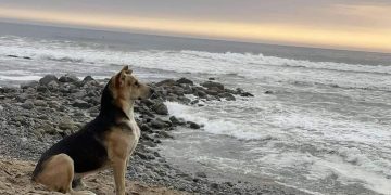 La historia detrás del verdadero Vaguito: Un perro fiel que espera en la playa