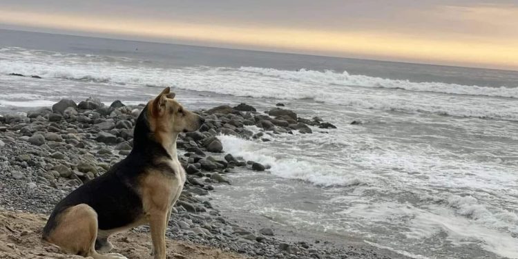 La historia detrás del verdadero Vaguito: Un perro fiel que espera en la playa
