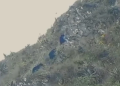 Avistan familia de osos de anteojos en el Santuario histórico de Machu Picchu