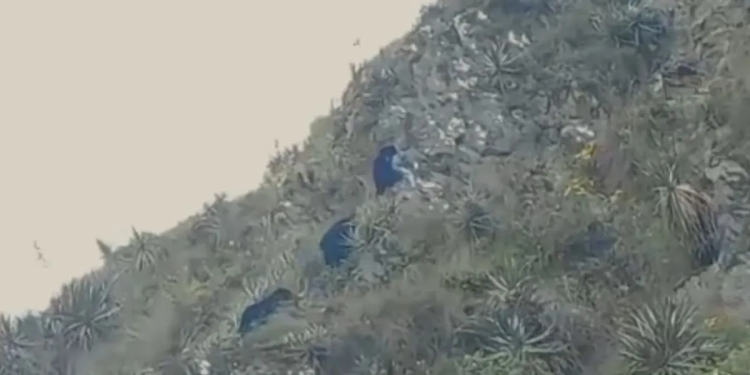 Avistan familia de osos de anteojos en el Santuario histórico de Machu Picchu
