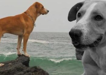 Periodista critica duramente la actuación del perro ‘vaguito’