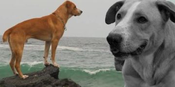 Periodista critica duramente la actuación del perro ‘vaguito’