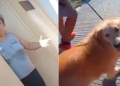 Mujer sorprende al llegar a una carnicería con su perro y pedir que lo sacrifiquen