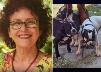 Mujer de 73 años es atacada por al menos tres perros pitbull: perdió un brazo y una oreja