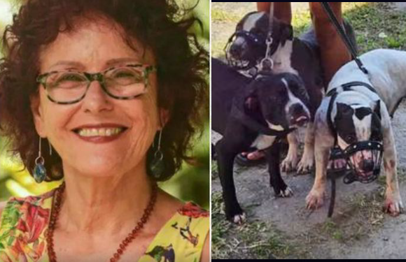 Mujer de 73 años es atacada por al menos tres perros pitbull: perdió un brazo y una oreja