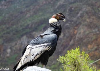 El majestuoso retorno del cóndor andino: esperanza renovada para la conservación en Ancash e Ica